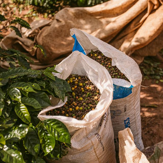 two bags filled with coffee beans in Paraíso